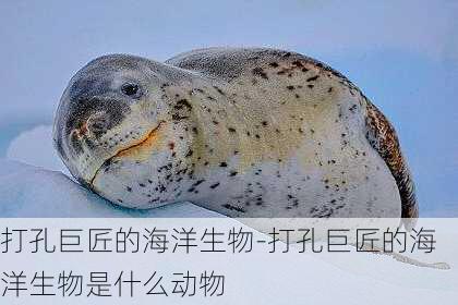 打孔巨匠的海洋生物-打孔巨匠的海洋生物是什么动物