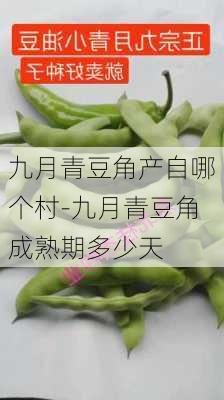 九月青豆角产自哪个村-九月青豆角成熟期多少天