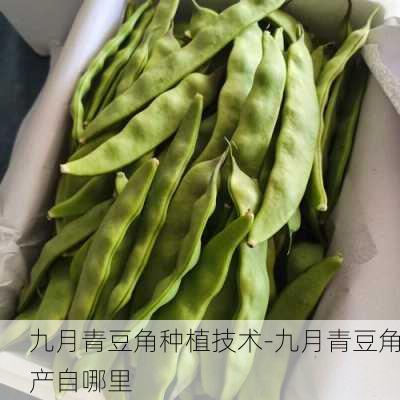 九月青豆角种植技术-九月青豆角产自哪里